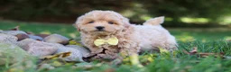 Maltipoo dogs for sale: Milo - Ad 3