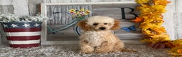 Maltipoo dogs for sale: Eldo - Ad 3