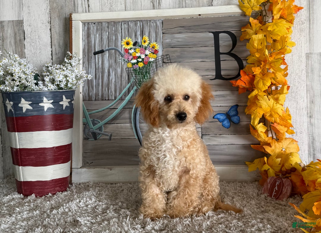 Maltipoo dogs for sale: Eldo - Ad 3