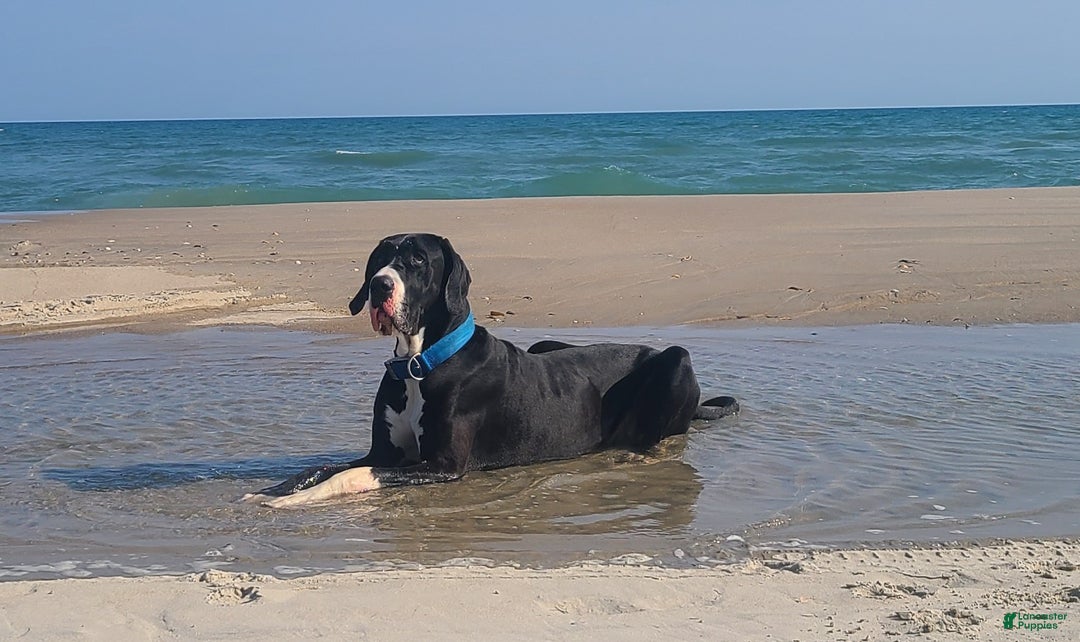 Great Dane dogs for sale: Great Dane Puppy 1 - Ad 5