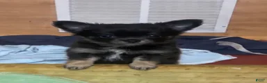 Buddy (Male)