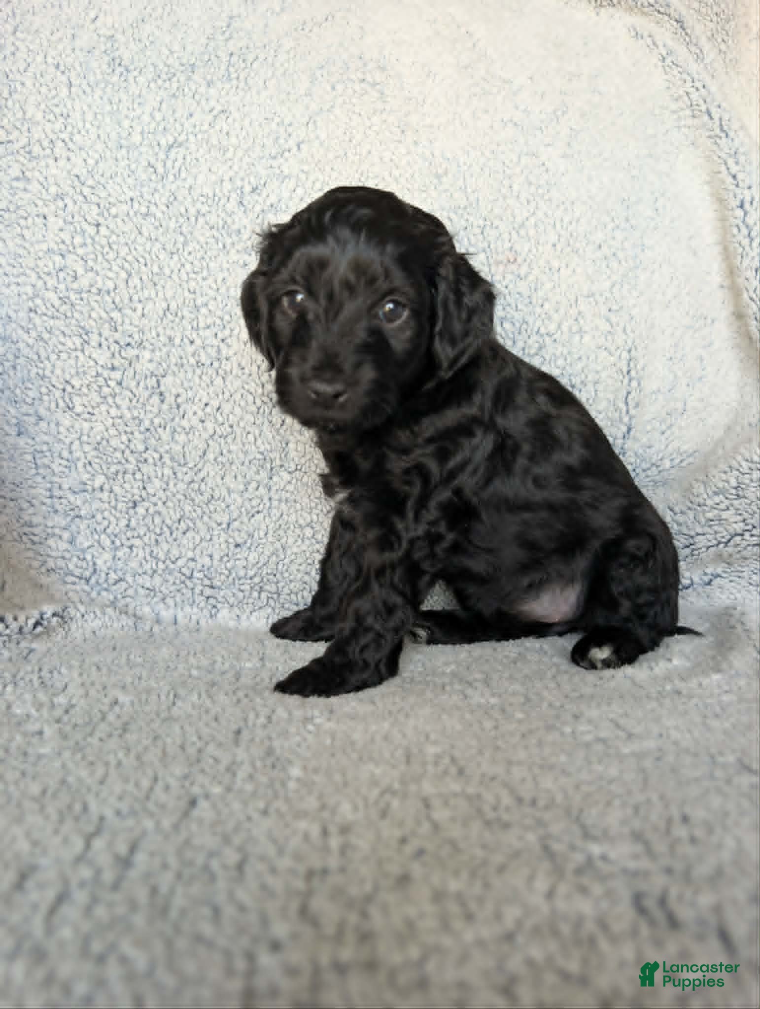 Mixed Breed dogs for sale: Midnight  - Ad 1