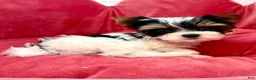 Biewer Terrier dogs for sale: Biewer Terrier 1 - Ad 1