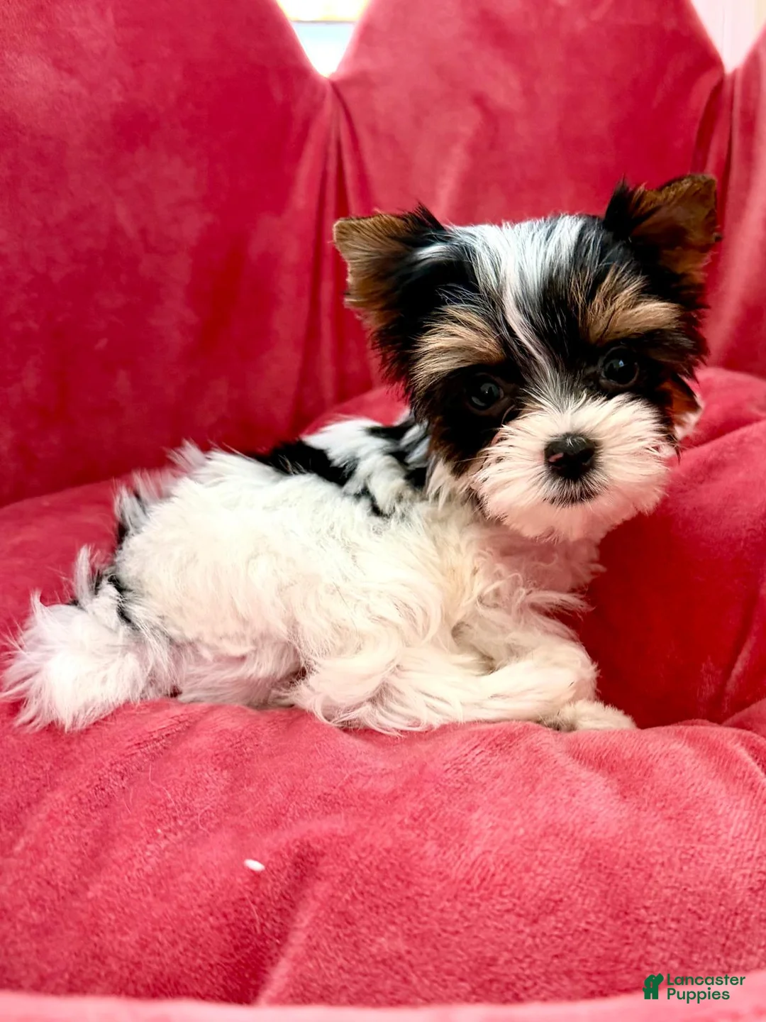 Biewer Terrier dogs for sale: Biewer Terrier 1 - Ad 1