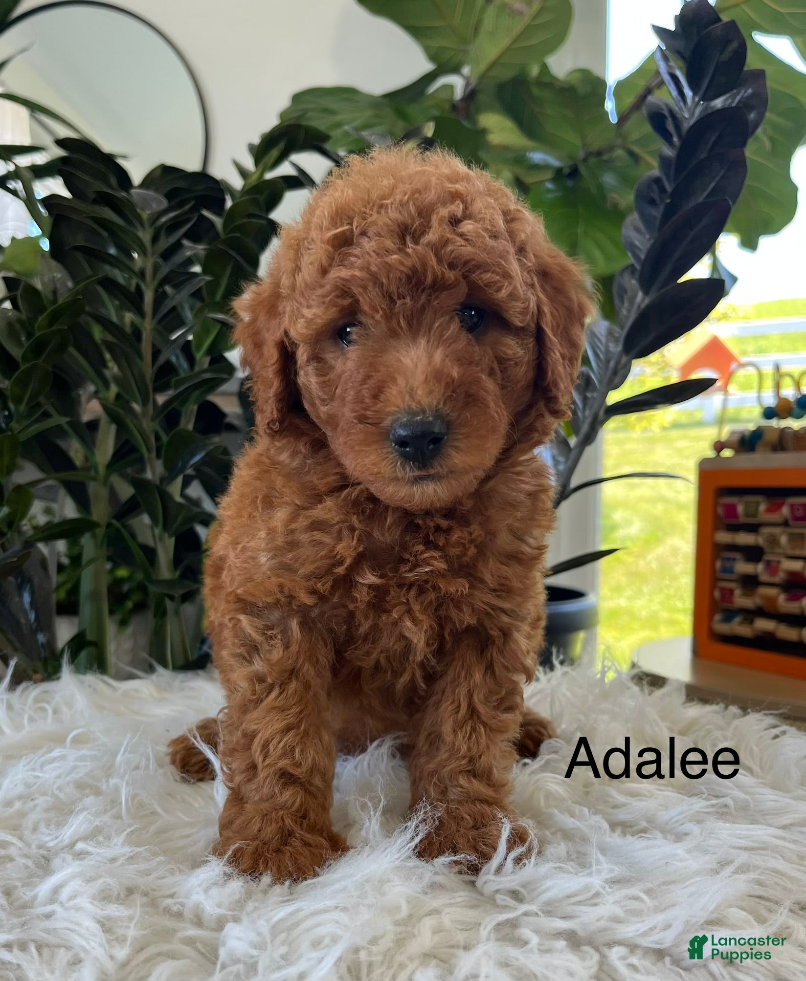 Mini Goldendoodle dogs Adalee - Ad 1