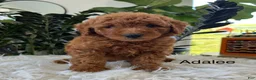 Mini Goldendoodle dogs for sale: Adalee - Ad 1
