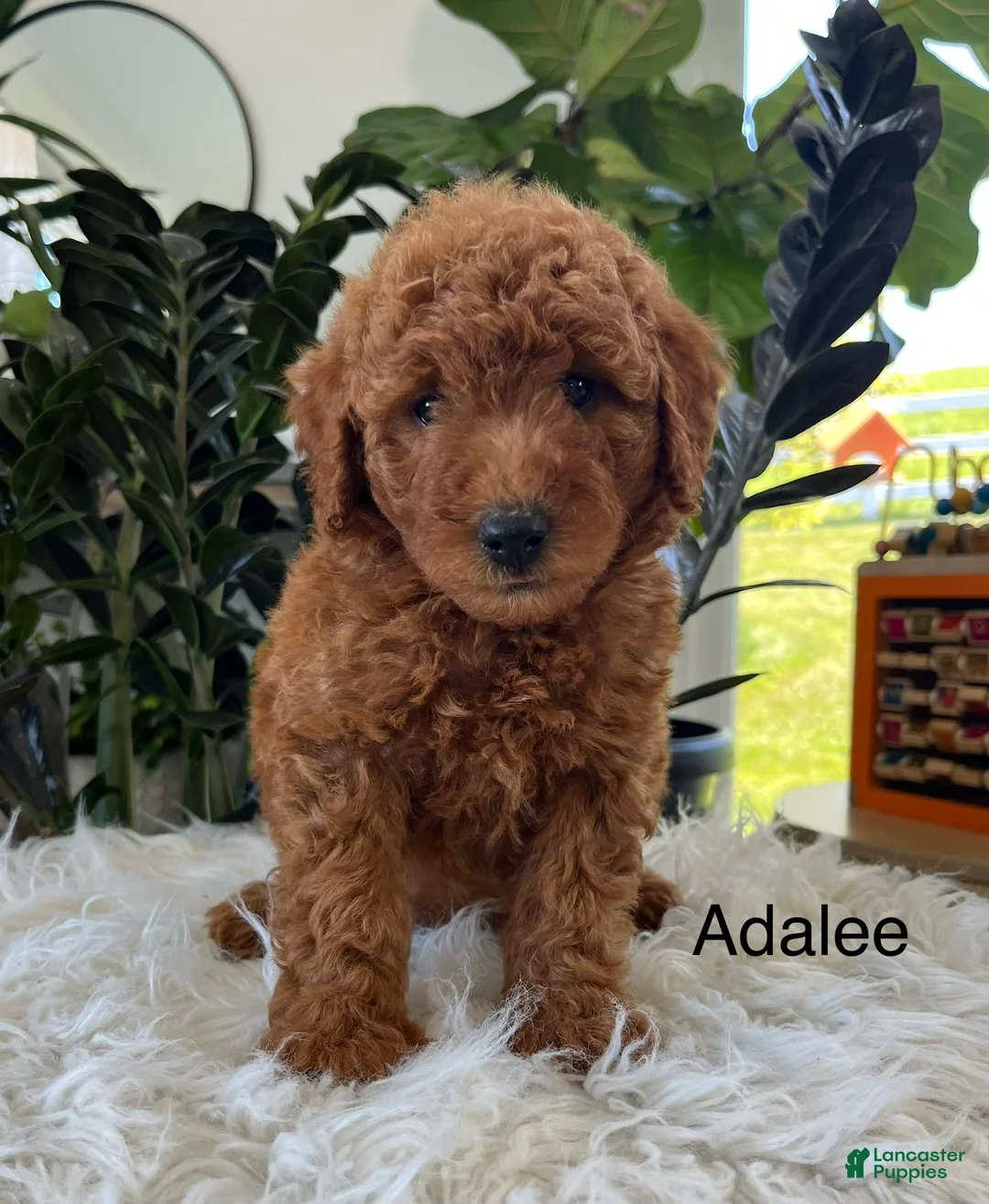 Mini Goldendoodle dogs for sale: Adalee - Ad 1