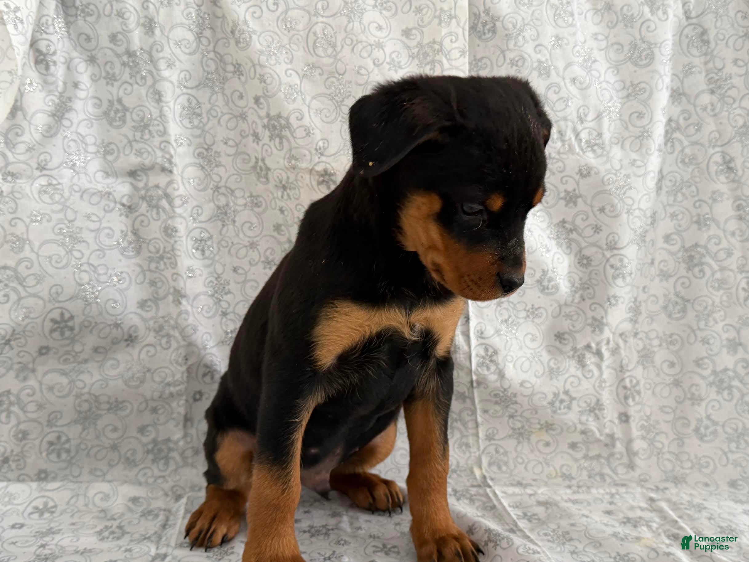 Rottweiler dogs Wyatt - Ad 10