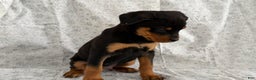 Rottweiler dogs for sale: Wyatt - Ad 1