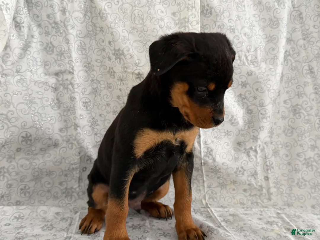Rottweiler dogs for sale: Wyatt - Ad 1