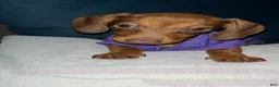 Dachshund dogs for sale: Dachshund Puppy 2 - Ad 5
