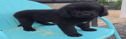 Newfoundland dogs for sale: Ruby - Ad 5