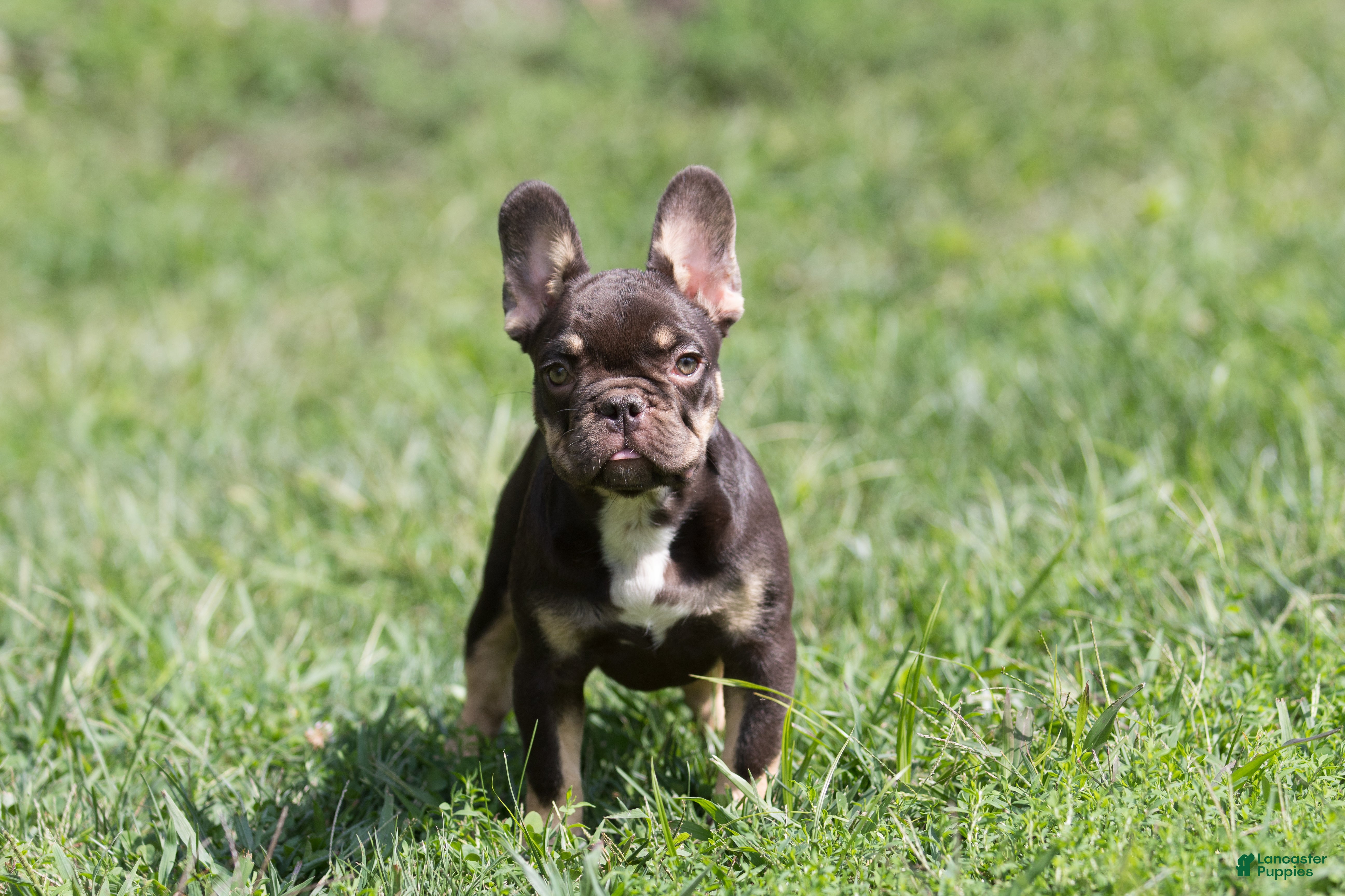 French Bulldog dogs French Bulldog 3 - Ad 1