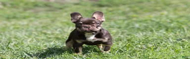 French Bulldog 3