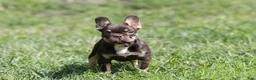 French Bulldog dogs for sale: French Bulldog 3 - Ad 1