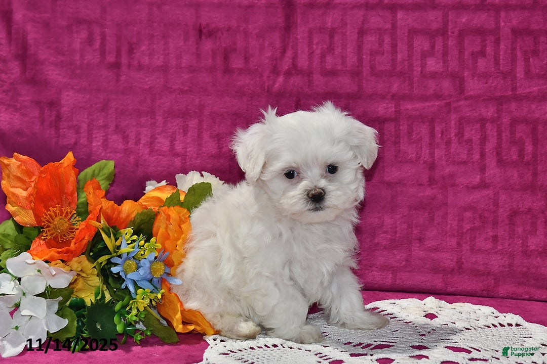 Maltipoo dogs for sale: Blake - Ad 4