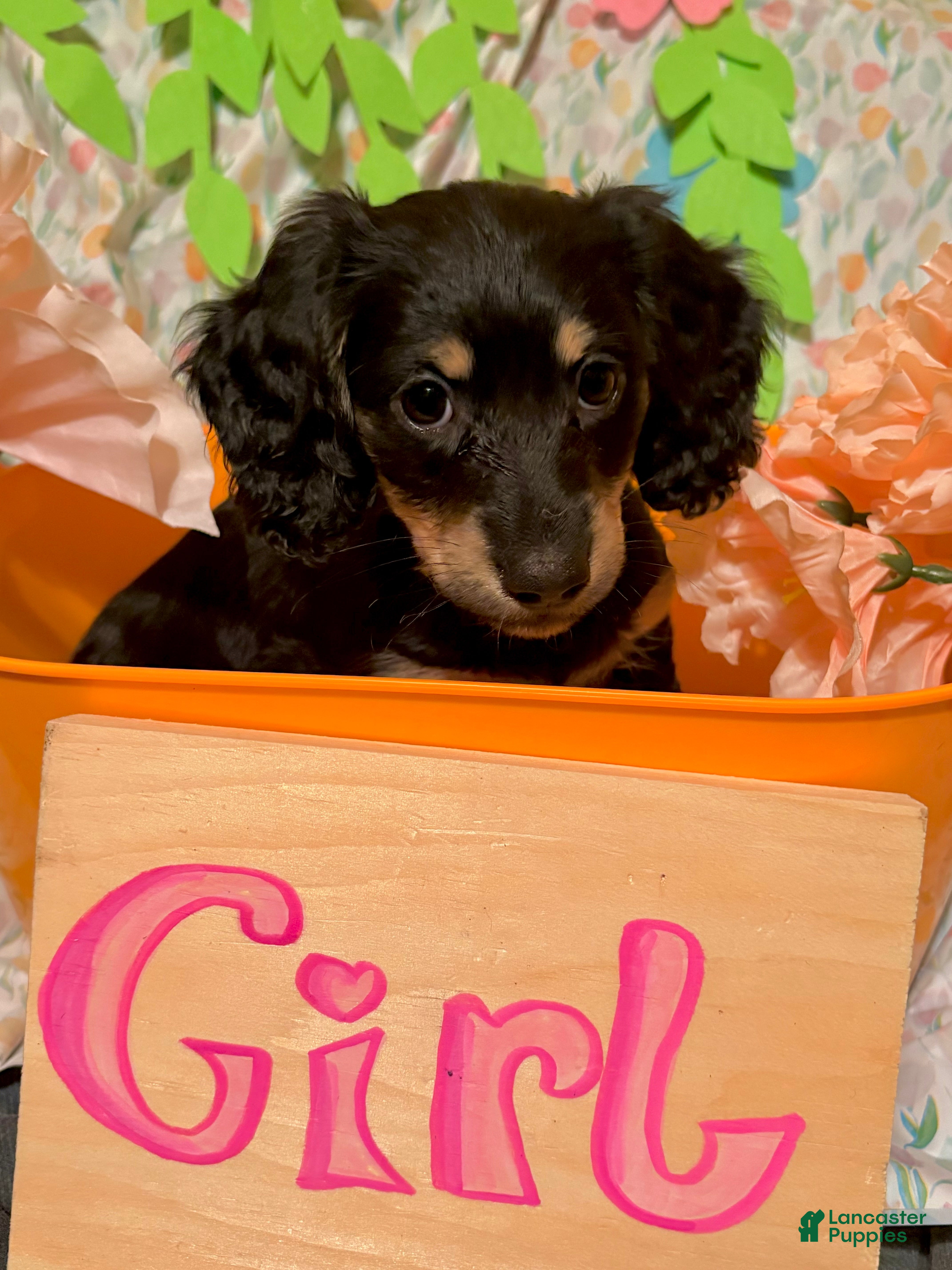 Miniature Dachshund dogs Florin - Ad 2