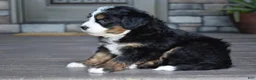 Mini Bernedoodle dogs for sale: Jodie - Ad 7