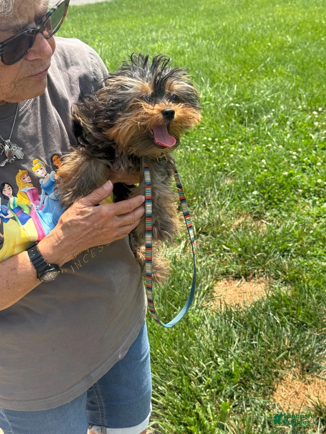 Yorkshire Terrier dogs for sale: TINY COOPER  - Ad 2