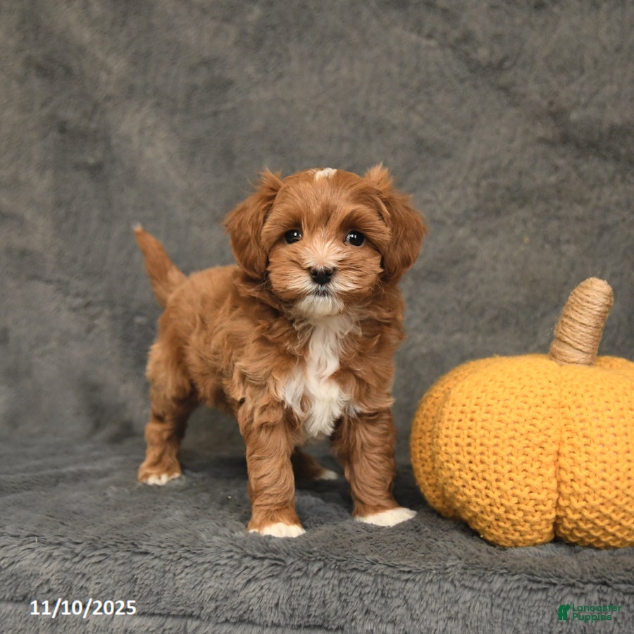 Maltipoo dogs Elvis - Ad 2