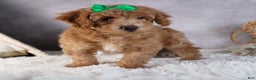 Shihpoo dogs for sale: Elmo - Ad 11