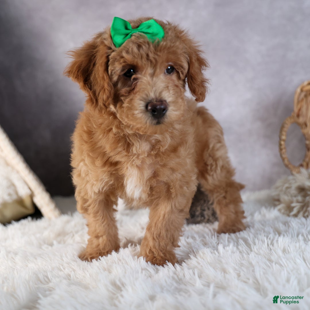 Shihpoo dogs for sale: Elmo - Ad 11