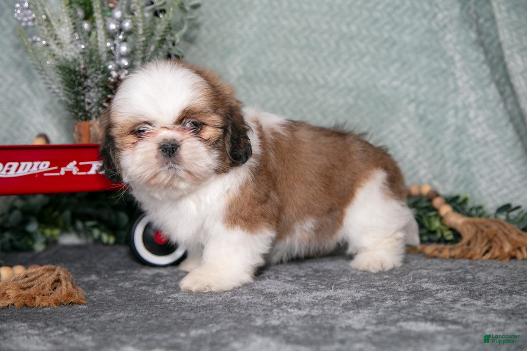 Shih Tzu dogs for sale: Lisa - Ad 3