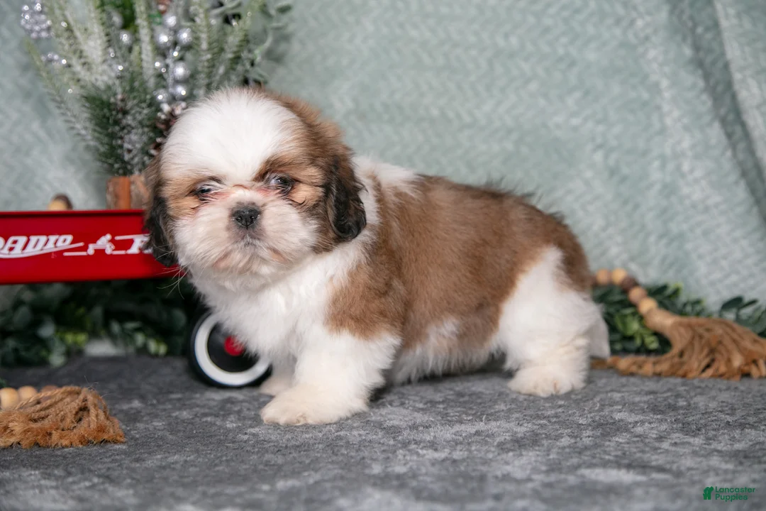 Shih Tzu dogs for sale: Lisa - Ad 3