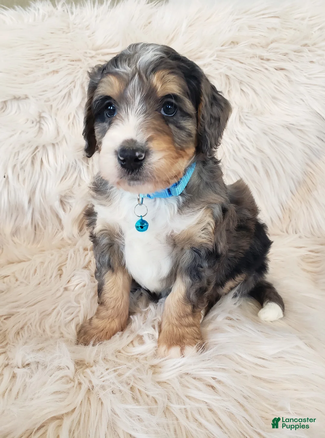 Mini Bernedoodle dogs for sale: Roscoe - Ad 3
