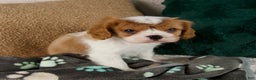 Cavalier King Charles Spaniel dogs for sale: Archie - Ad 6