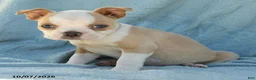 Boston Terrier dogs for sale: Simba - Ad 4