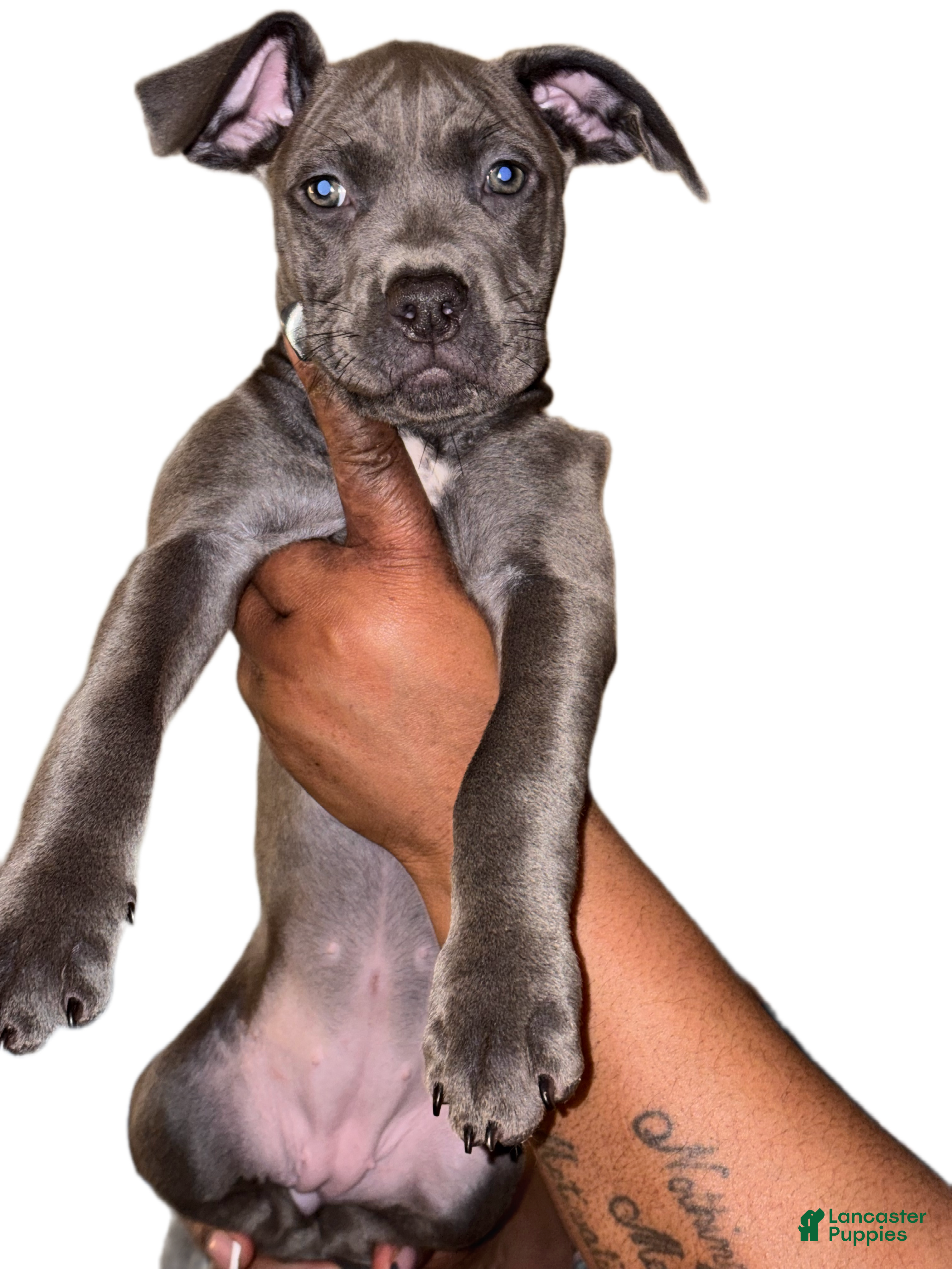 Staffordshire Bull Terrier dogs Staffordshire Bull Terrier Puppy 2 - Ad 1