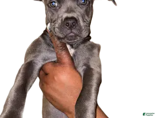 Staffordshire Bull Terrier dogs for sale: Staffordshire Bull Terrier Puppy 2 - Ad 2