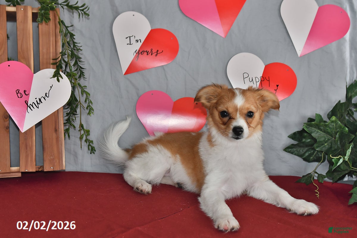 Papillon dogs Nelly - Ad 2