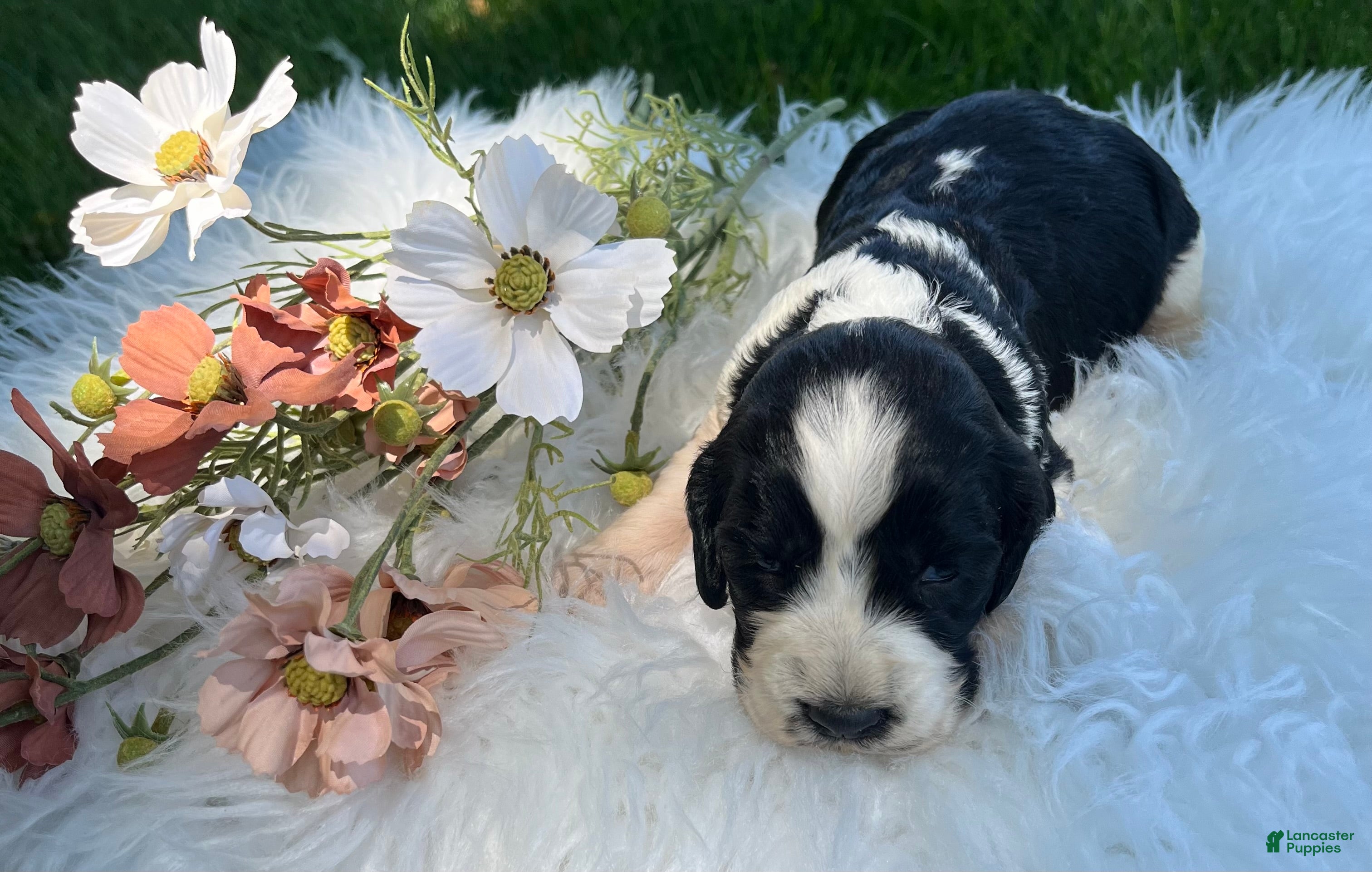 English Springer Spaniel dogs Darla - Ad 2