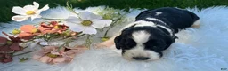 English Springer Spaniel dogs for sale: Darla - Ad 2