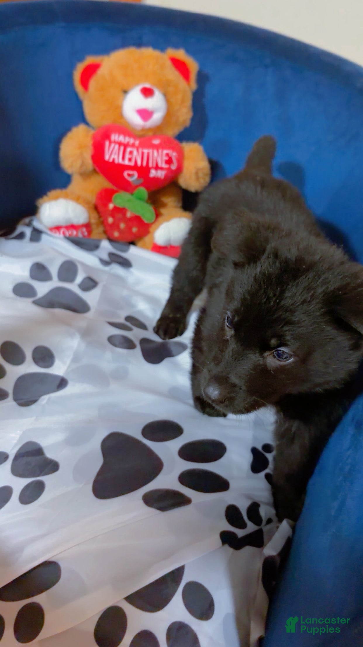 German Shepherd dogs Shadow  - Ad 1