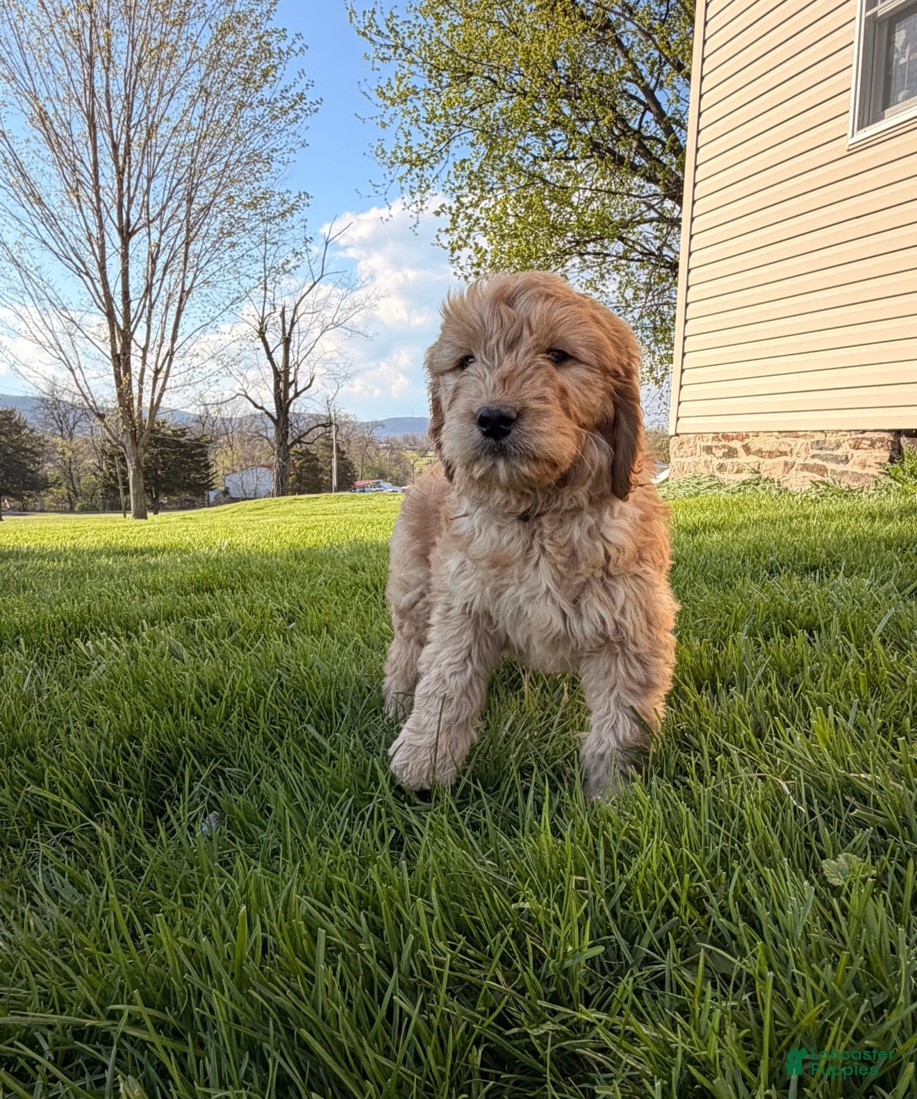 Goldendoodle dogs Goldendoodle Puppy 1 - Ad 2