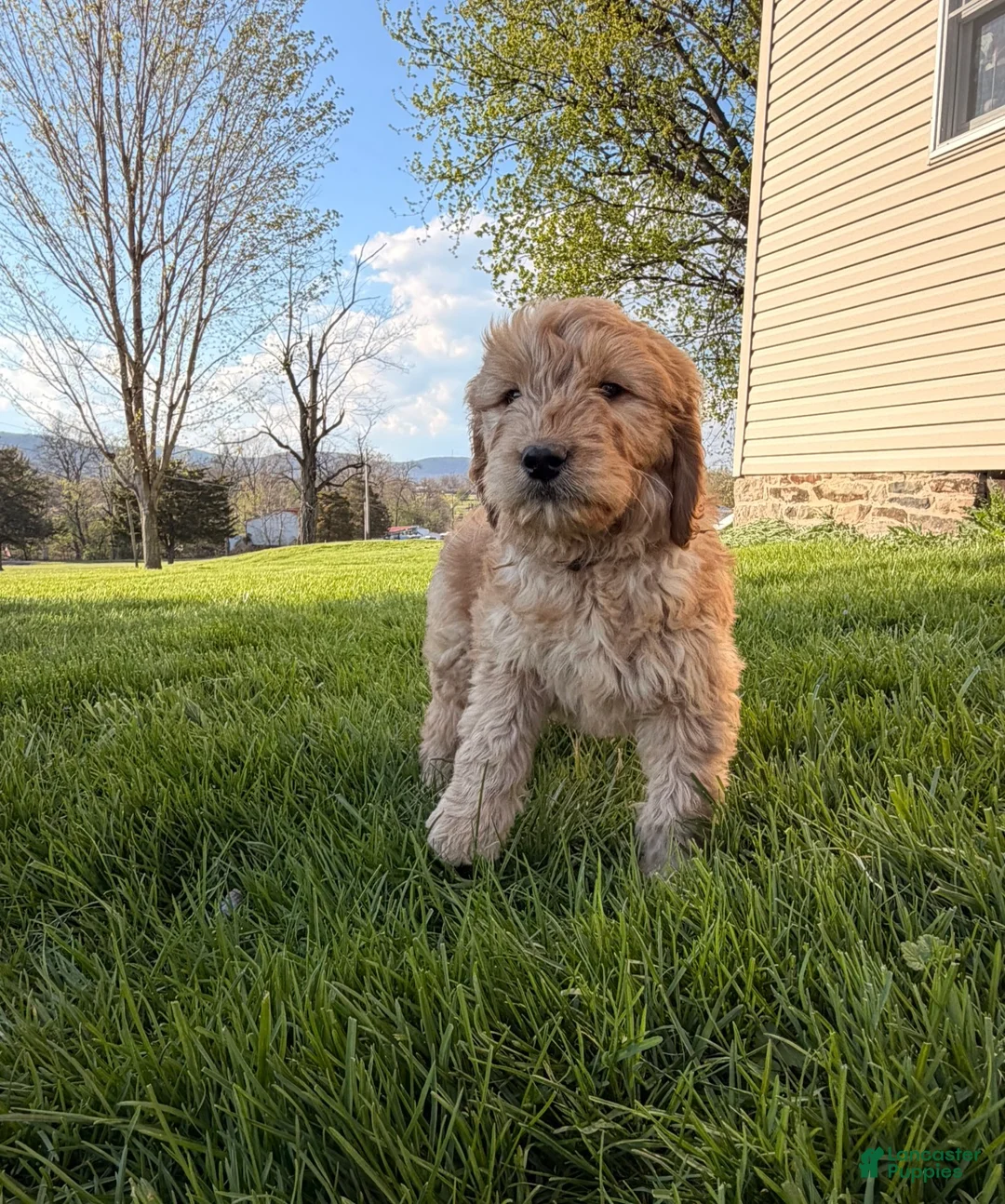 Goldendoodle dogs for sale: Goldendoodle Puppy 1 - Ad 2