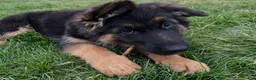 German Shepherd dogs for sale: Bree - Ad 3