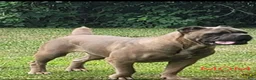 Cane Corso dogs for sale: COCO - Ad 24