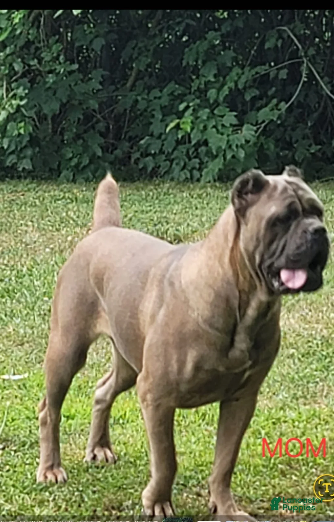 Cane Corso dogs for sale: COCO - Ad 24