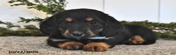 Miniature Dachshund dogs for sale: Fern  - Ad 4