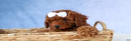 Cavapoo dogs for sale: TASHA - Ad 7