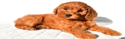 Mini Goldendoodle dogs for sale: Ellie - Ad 6