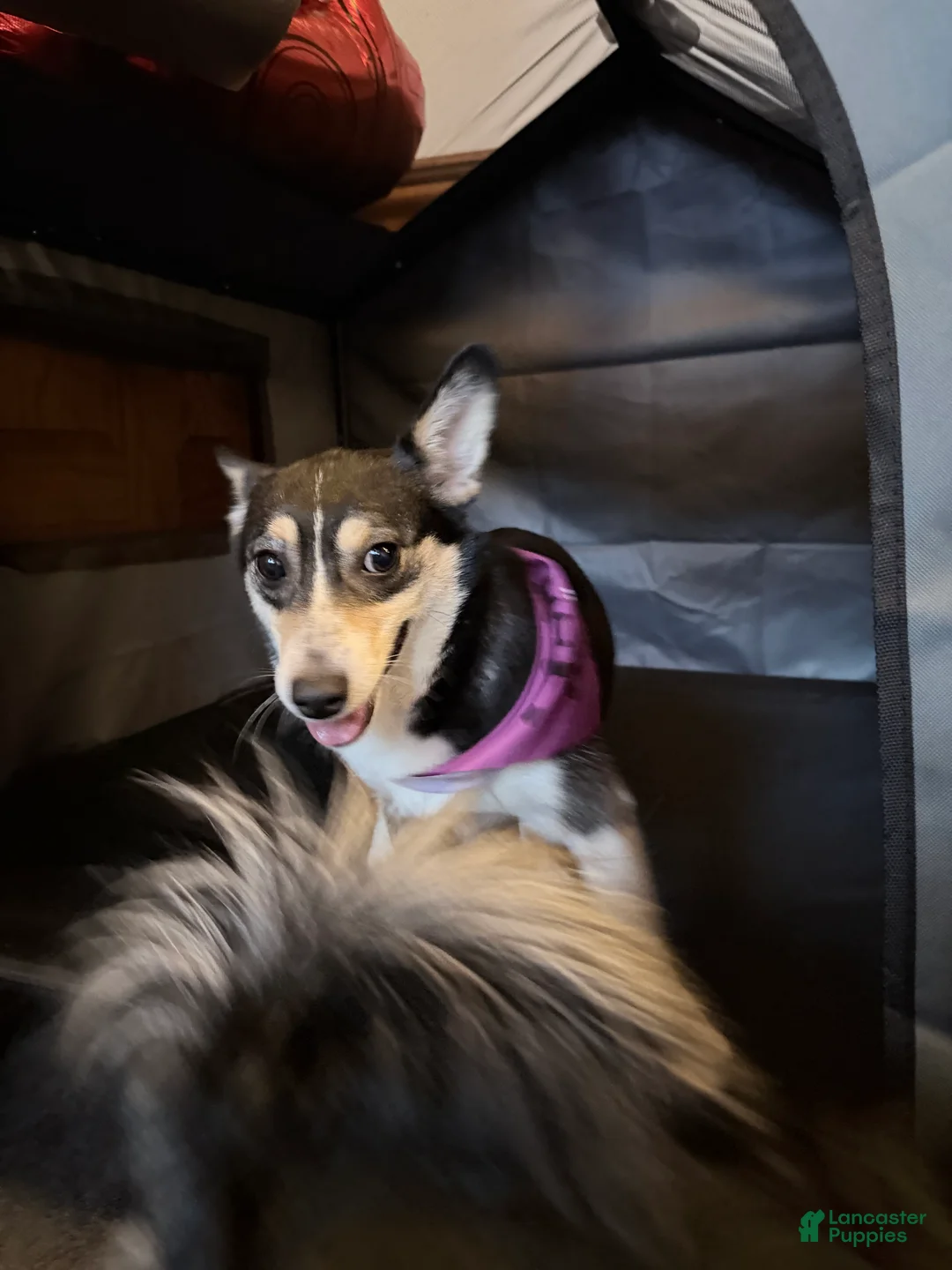 American Corgi dogs for sale: Suzie - Ad 3