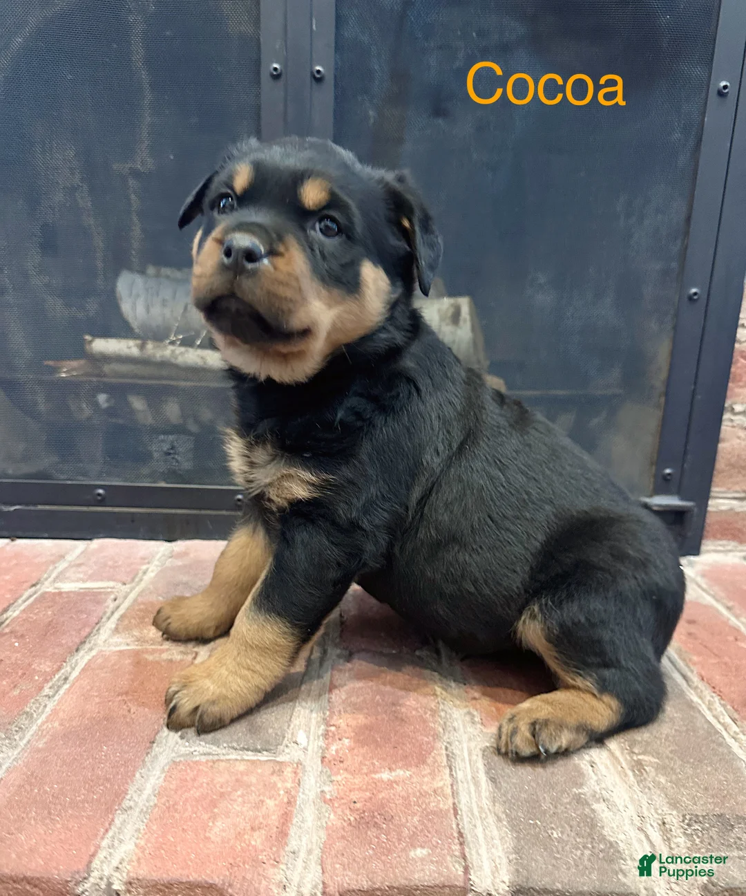 Rottweiler dogs for sale: Cocoa - Ad 3