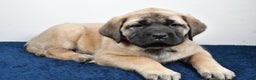 English Mastiff dogs for sale: Sugar - Ad 2