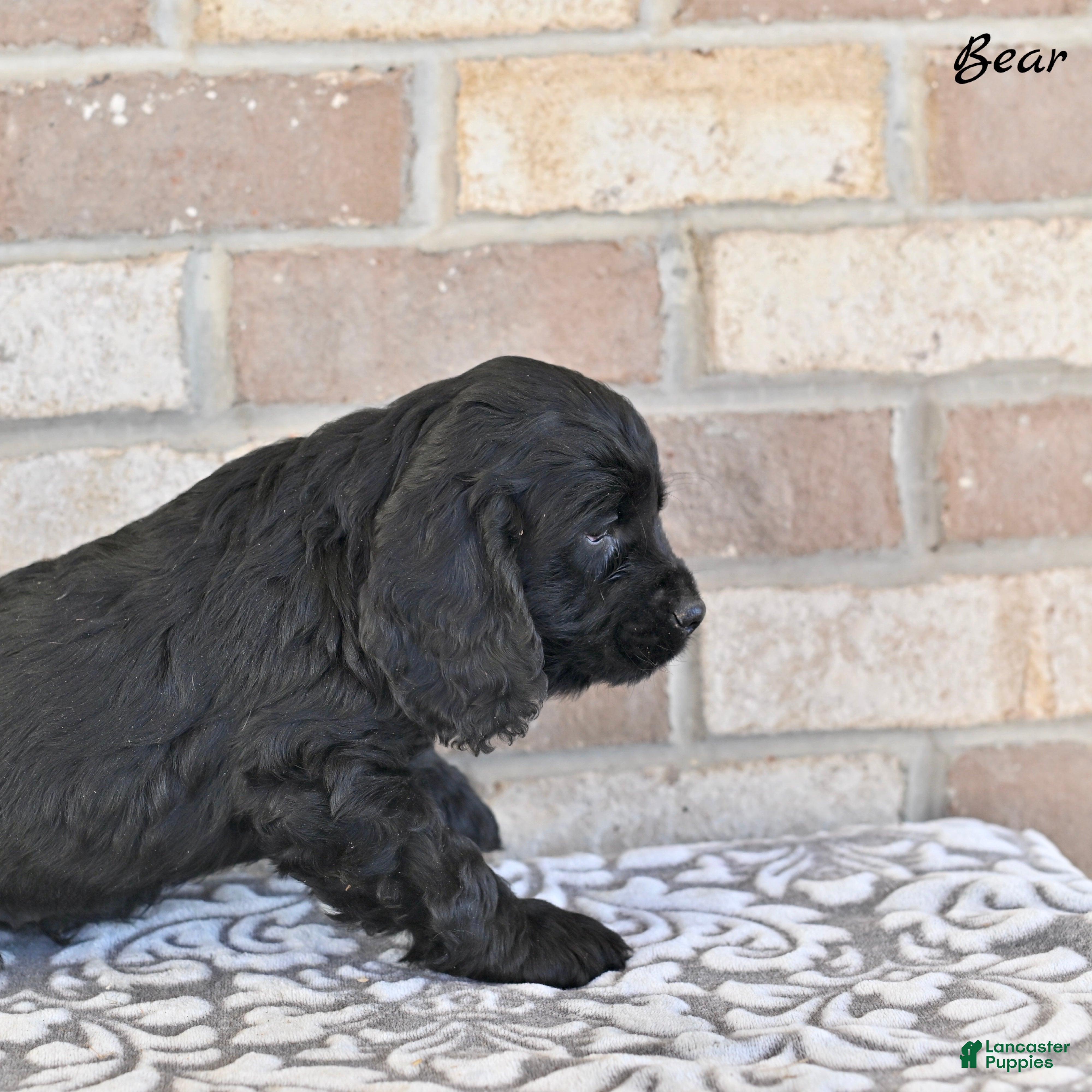 Cocker Spaniel dogs Bear - Ad 2