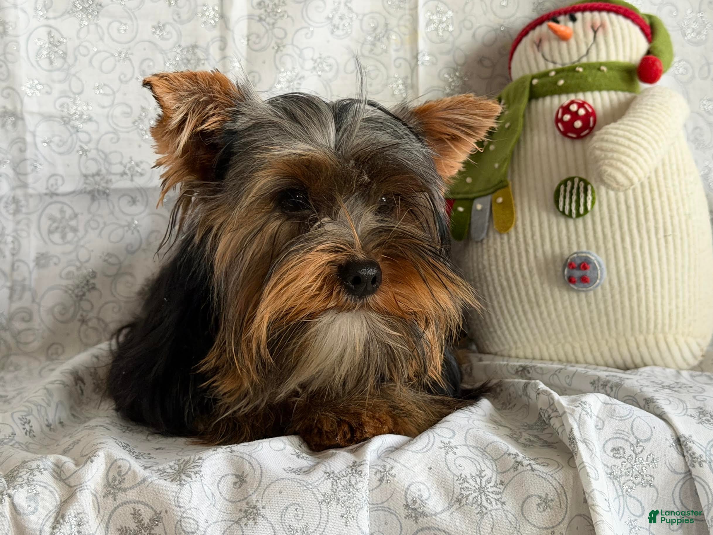 Yorkshire Terrier dogs Guppy - Ad 31